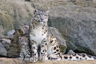 Snow Leopard And The Kitten Wallpapers And Images   Wallpapers ...