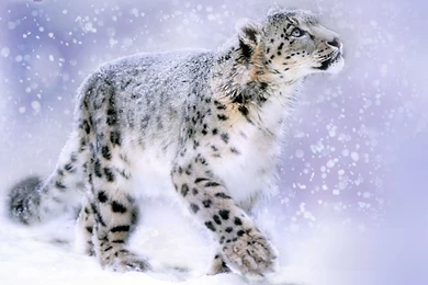 Leopard Wallpapers « Animal Spot