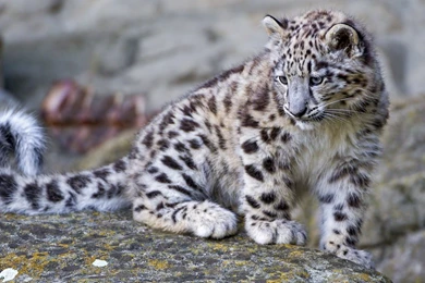 Snow Leopard Wallpapers HD Pictures
