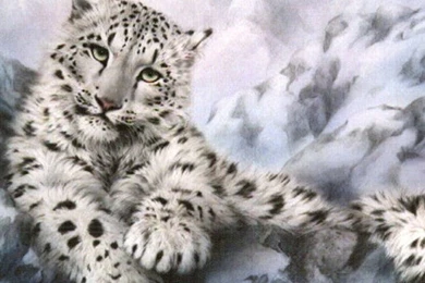 Snow Leopard HD Wallpapers