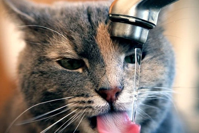 Download Cat Drinking Water Wallpapers For Samsung Galaxy Tab