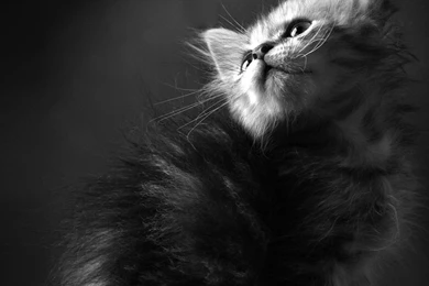 Info: Samsung Galaxy S3 Wallpapers   Page 2