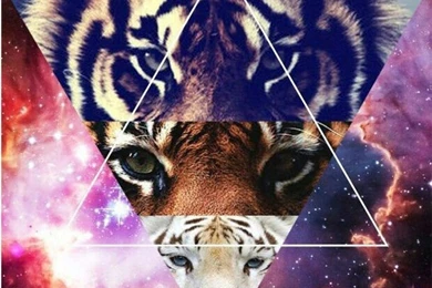 Galaxy Cat Wallpapers   Image