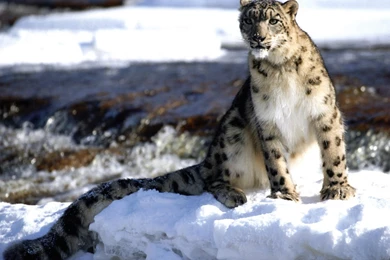 Snow Leopard Wallpapers HD Resolution