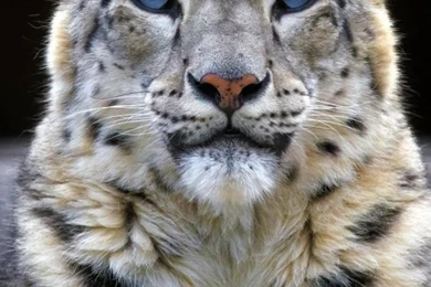 Free Cell Phone Wallpapers Downloads