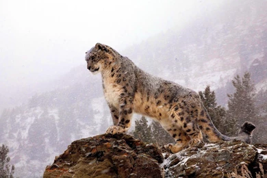 Snow Leopard Wallpapers Tag   Amazing Wallpaperz