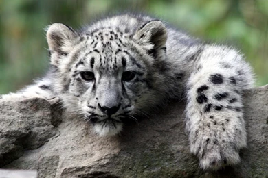 Top Www Snow Leopard Images For Pinterest