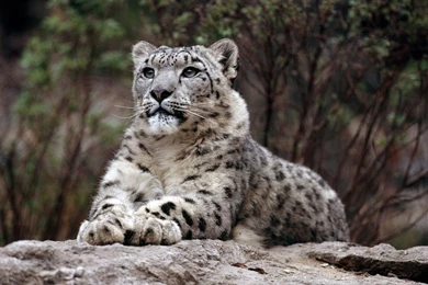 Full HD Snow Leopard Wallpapers
