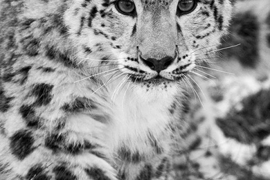 Free Cell Phone Wallpapers Downloads