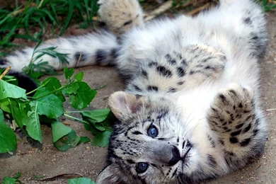 Anime Snow Leopard Wallpapers