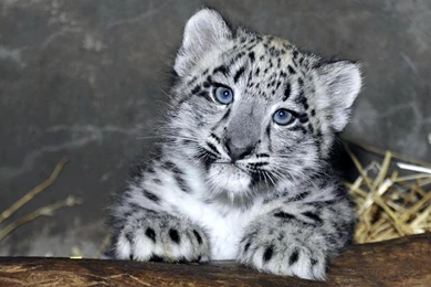 Snow Leopard Cub 2 Month   (