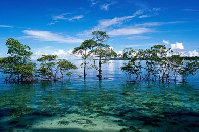 Nature Wallpapers Free Hd