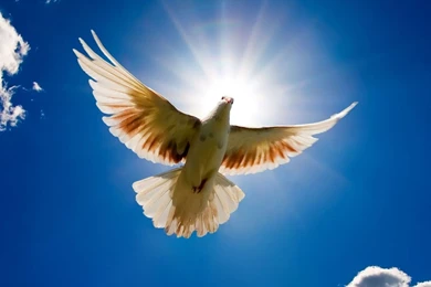 Pigeon New HD Wallpapers