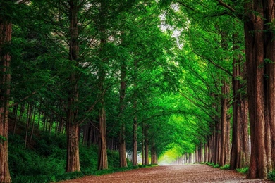 Landscape Nature Forest Trees Metasekvoya Road Alley South Korea ...