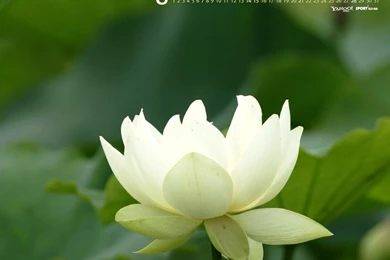 South Korea August Calendar Wallpapers 29821   Calendar Wallpapers ...