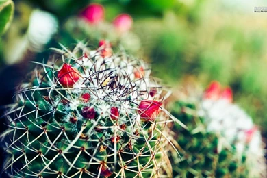 Cactus Wallpapers HD Pictures