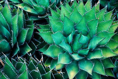 Cactus Wallpapers HD