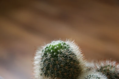 Cactus Wallpapers HD