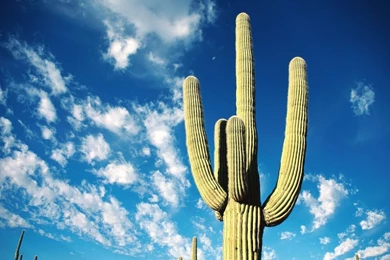 Cactus Wallpapers HD Pictures
