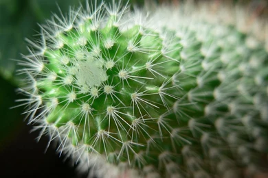 Gorgeous Cactus Wallpapers