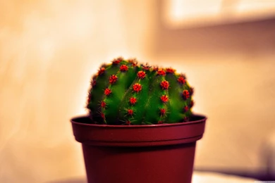 HQ Cactus Wallpapers