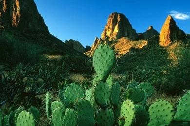 64 Cactus HD Wallpapers