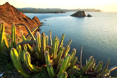 Cactus Wallpapers HD