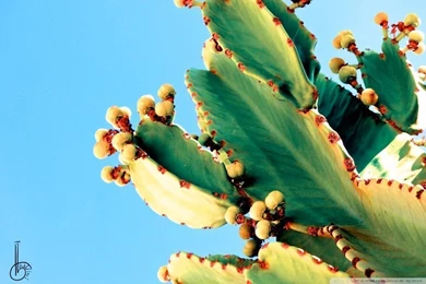 Bleeding Cactus HD Desktop Wallpapers : Widescreen : High ...