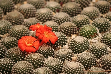 Potted Cactus HD Desktop Wallpapers : Fullscreen : Mobile : Dual ...