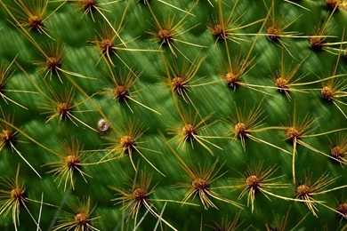 Prickly Pear Cactus Picture, Prickly Pear Cactus Desktop Wallpapers ...