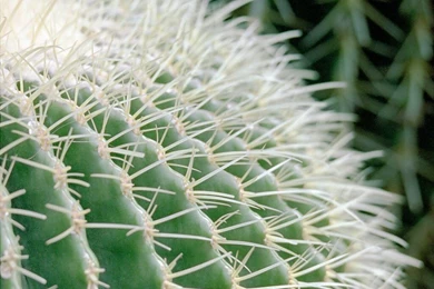 Different Cactus Wallpapers