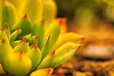 Download Wallpapers 3840x1200 Hedgehog, Cactus, Spines, Lie Dual ...