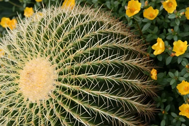 Golden Barrel Cactus HD Wallpapers