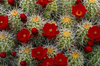 64 Cactus HD Wallpapers