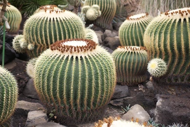 Special Cactus Wallpapers