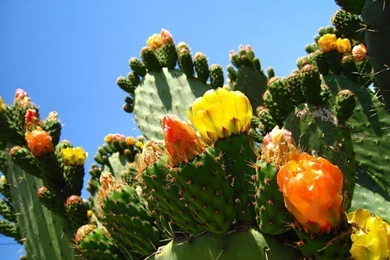 Colorful Cactus Flowers!!