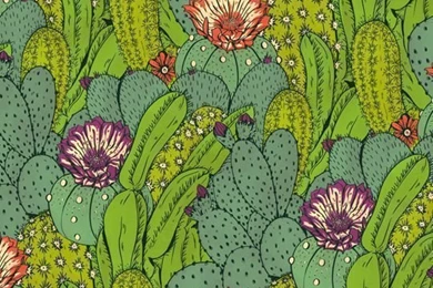 Cactus City By Hannah Holmes