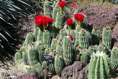 Cactus Wallpapers HD