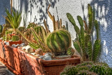 Cactus Wallpapers >> Backgrounds With Quality HD