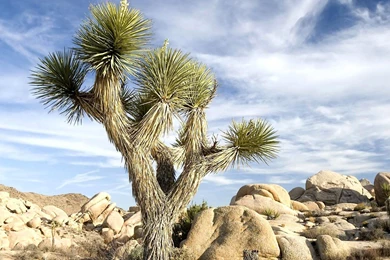 Desert Rocks Cactus >> HD Wallpaper, Get It Now!