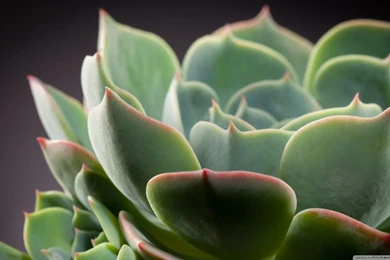 Echeveria Cactus HD Desktop Wallpapers : Widescreen : High ...
