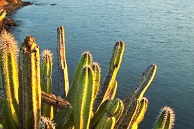 Cactus & Sea iPhone 5 Wallpapers