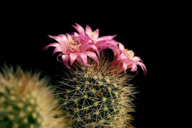 Awesome Cactus Flower HD Wallpapers.jpg