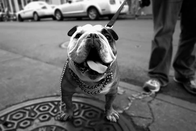 Bulldog Wallpapers Hd Wallpapers Page 0