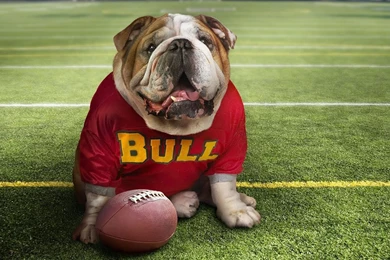 Bulldog background wallpaper hd 1280x800.jpg