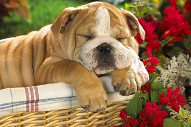 English Bulldog Desktop Wallpapers