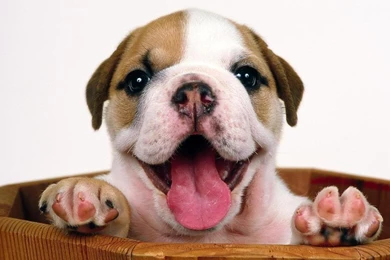 Cute Bulldog Puppy Wallpapers Teachingpet Com   PowerballForLife