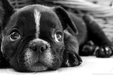 Bulldog Puppy Cute French Bulldog Wallpapers Cute French Bulldog ...