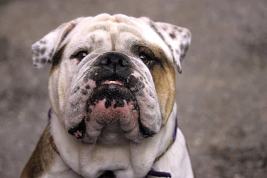 English Bulldog Wallpapers
