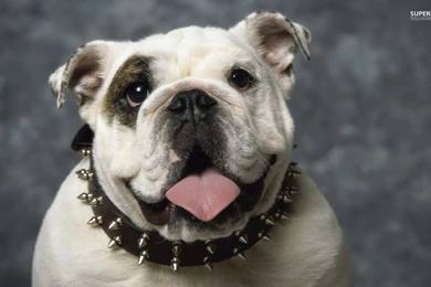 English Bulldog Wallpapers   Animal Wallpapers